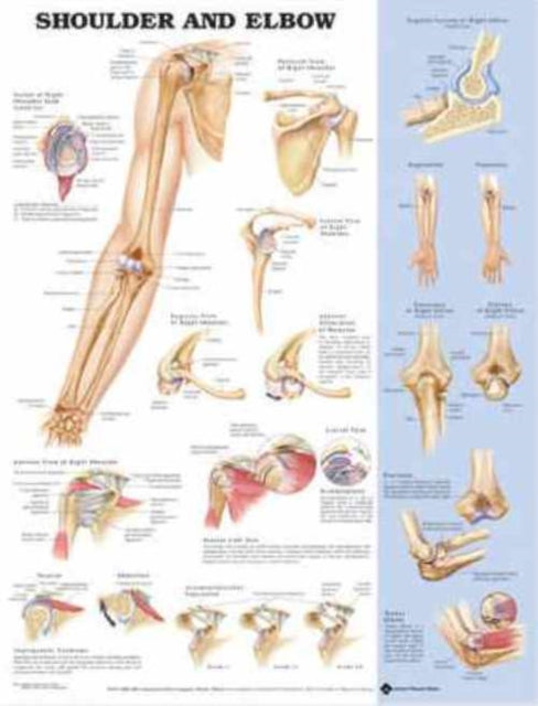 Book cover of: Shoulder and Elbow Anatomical Chart