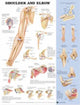 Book cover of: Shoulder and Elbow Anatomical Chart