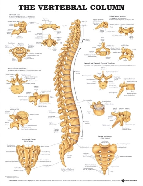 Book cover of: Vertebral Column Anatomical Chart. By: Anatomical Chart Company