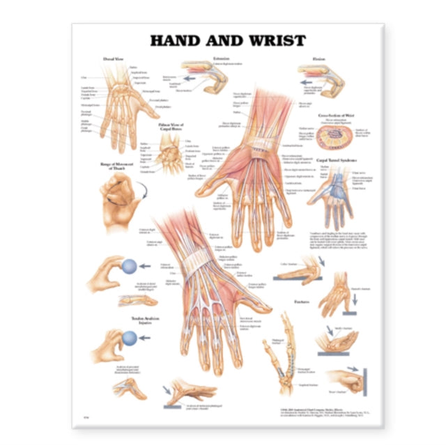 Book cover of: Hand and Wrist Anatomical Chart