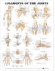Book cover of: Ligaments of the Joints Anatomical Chart
