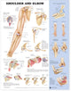 Book cover of: Shoulder and Elbow Anatomical Chart