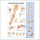 Book cover of: Shoulder and Elbow Anatomical Chart. By: Anatomical Chart Company