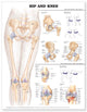 Book cover of: Hip and Knee Anatomical Chart. By: Anatomical Chart Company