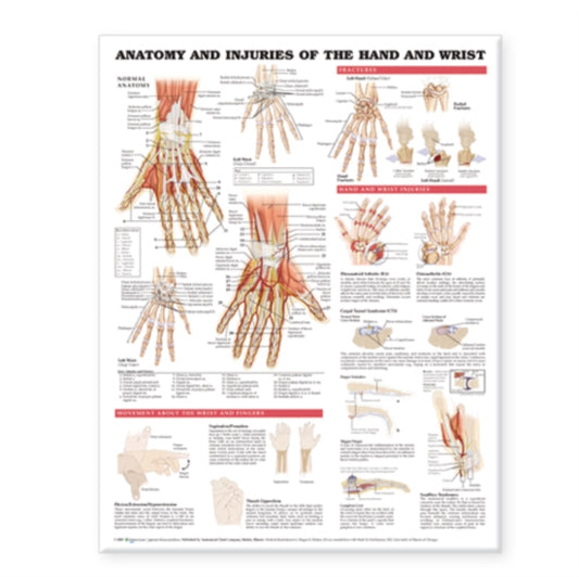 Book cover of: Anatomy and Injuries of the Hand and Wrist Anatomical Chart. By: Anatomical Chart Company