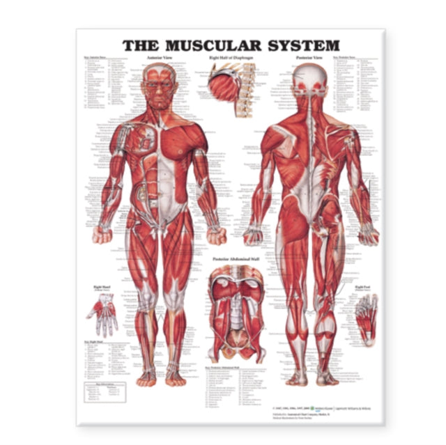 Book cover of: Muscular System Giant Chart