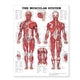 Book cover of: Muscular System Giant Chart