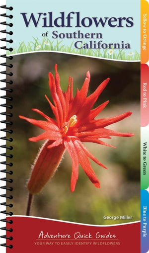 Wildflowers of Southern California