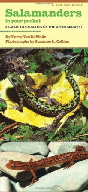 Book cover of: Salamanders in Your Pocket