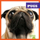 Book cover of: Pugs. By: Kaitlyn Duling