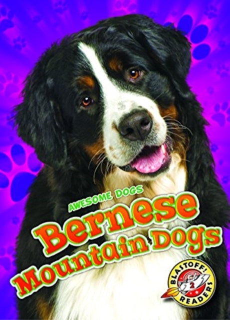 Book cover of: Bernese Mountain Dogs. By: Rebecca Sabelko