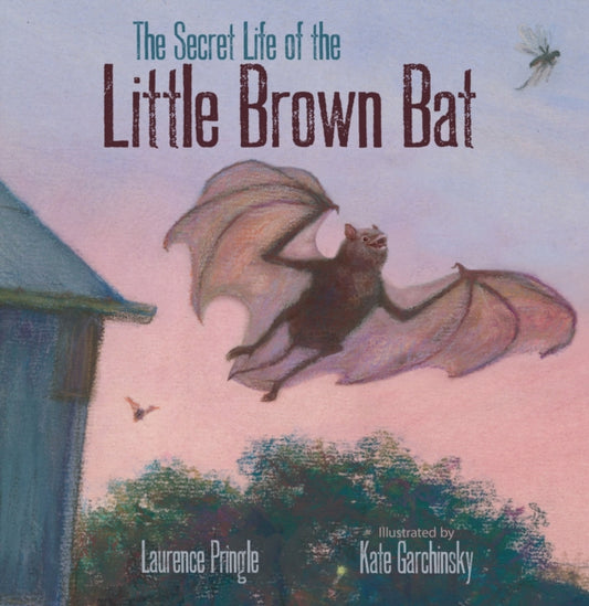 Book cover of: Secret Life of the Little Brown Bat. By: Laurence Pringle