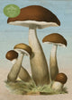 Book cover of: John Derian Paper Goods: Mushrooms 1,000-Piece Puzzle