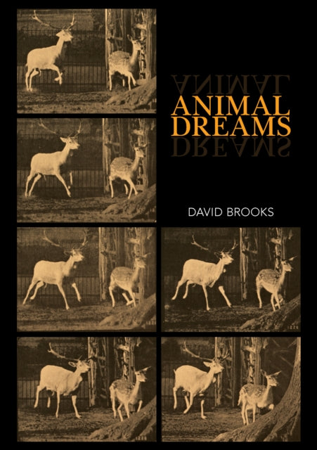 Book cover of: Animal Dreams. By: David Brooks - undifferentiated