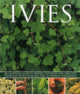 Book cover of: Ivies. By: Hazel Key