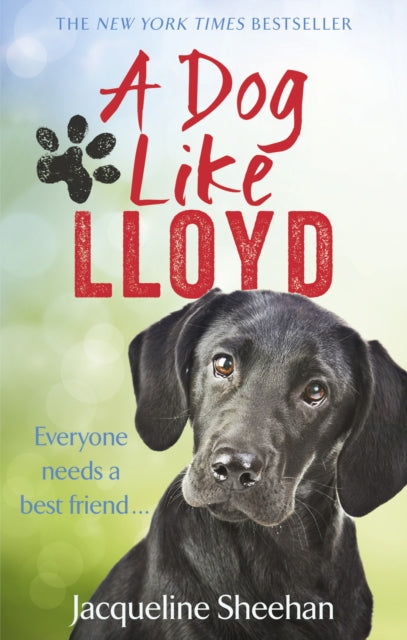 Book cover of: Dog Like Lloyd. By: Jacqueline Sheehan