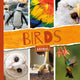 Book cover of: Birds. By: Emilie Dufresne