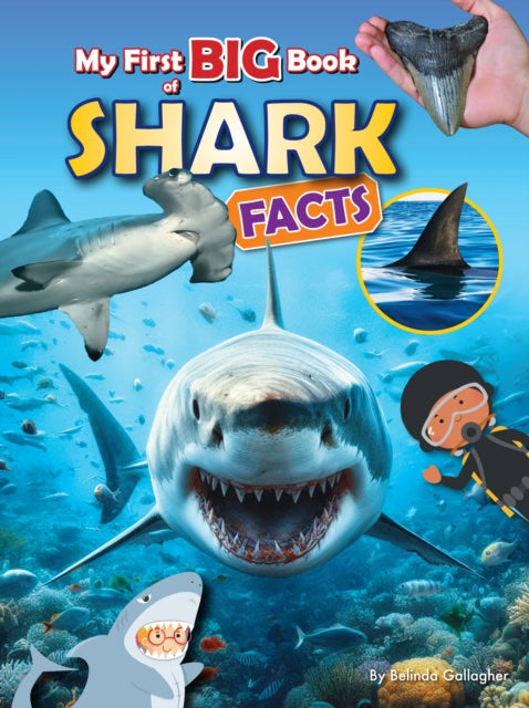 My First BIG book of SHARK Facts 9781788565837 Belinda Gallagher