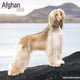 Book cover of: Afghan Calendar 2026  Square Dog Breed Wall Calendar - 16 Month