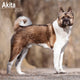 Book cover of: Akita Calendar 2026  Square Dog Breed Wall Calendar - 16 Month