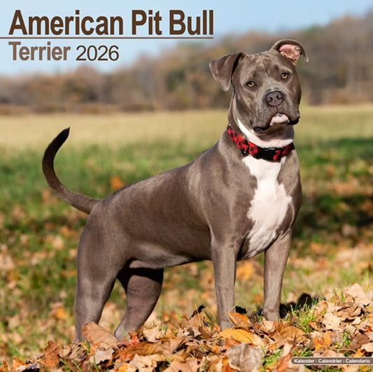 Book cover of: American Pit Bull Terrier Calendar 2026  Square Dog Breed Wall Calendar - 16 Month