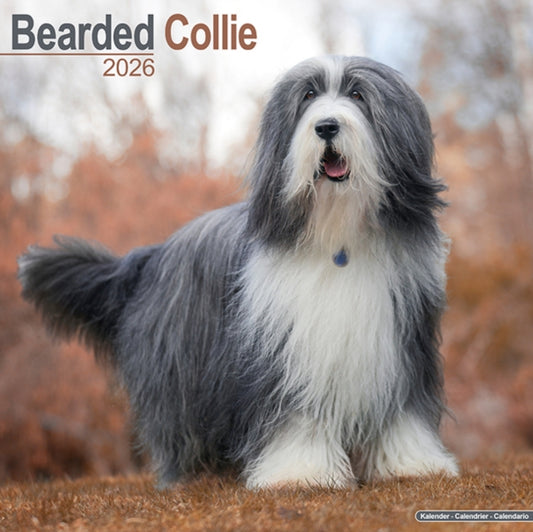 Book cover of: Bearded Collie Calendar 2026  Square Dog Breed Wall Calendar - 16 Month