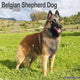 Book cover of: Belgian Shepherd Dog Calendar 2026  Square Dog Breed Wall Calendar - 16 Month