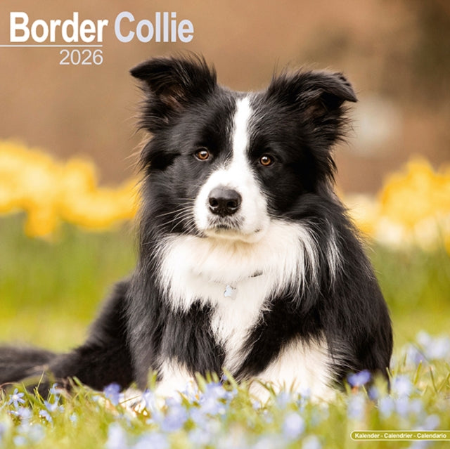 Border Collie Calendar 2026  Square Dog Breed Wall Calendar - 16 Month 9781804606155 