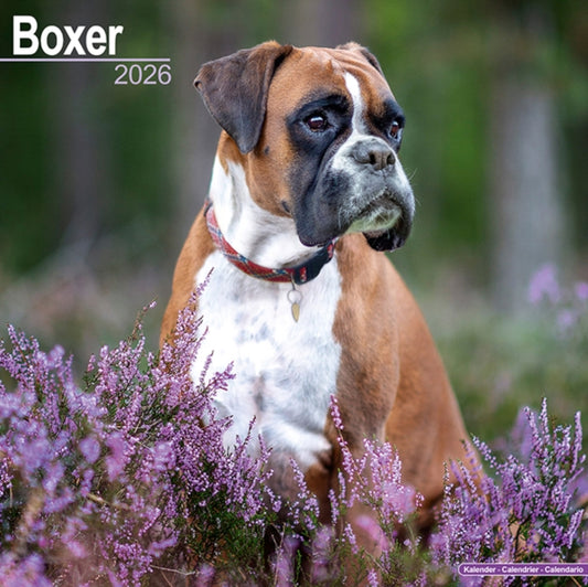 Book cover of: Boxer (Euro) Calendar 2026  Square Dog Breed Wall Calendar - 16 Month