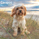 Book cover of: Cavapoo Calendar 2026 Square Dog Breed Wall Calendar - 16 Month