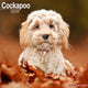 Book cover of: Cockapoo Calendar 2026  Square Dog Breed Wall Calendar - 16 Month