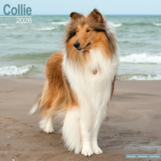 Book cover of: Collie Calendar 2026  Square Dog Breed Wall Calendar - 16 Month