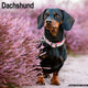 Book cover of: Dachshund Calendar 2026  Square Dog Breed Wall Calendar - 16 Month