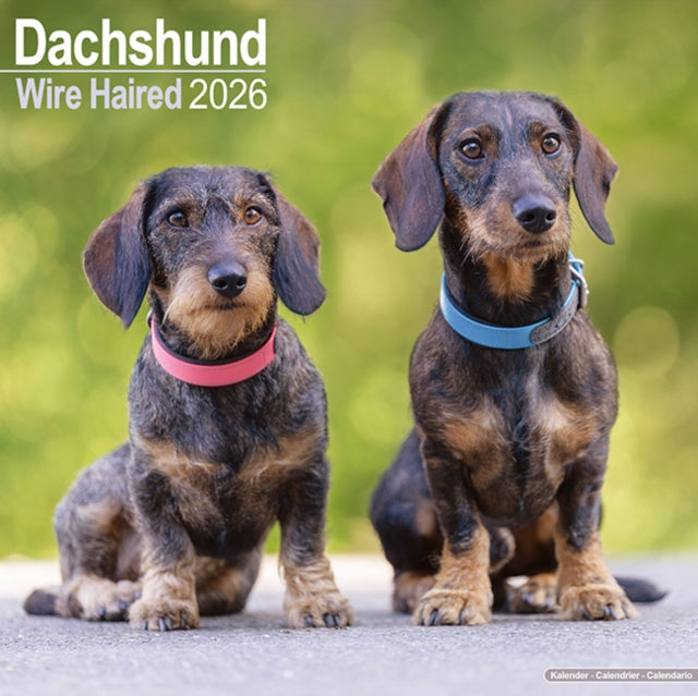Book cover of: Wirehaired Dachshund Calendar 2026  Square Dog Breed Wall Calendar - 16 Month