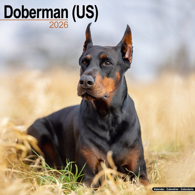 Book cover of: Doberman (Us) Calendar 2026  Square Dog Breed Wall Calendar - 16 Month