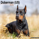 Book cover of: Doberman (Us) Calendar 2026  Square Dog Breed Wall Calendar - 16 Month