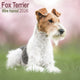 Book cover of: Fox Terrier Wirehaired Calendar 2026  Square Dog Breed Wall Calendar - 16 Month
