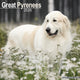 Book cover of: Great Pyrenees Calendar 2026  Square Dog Breed Wall Calendar - 16 Month