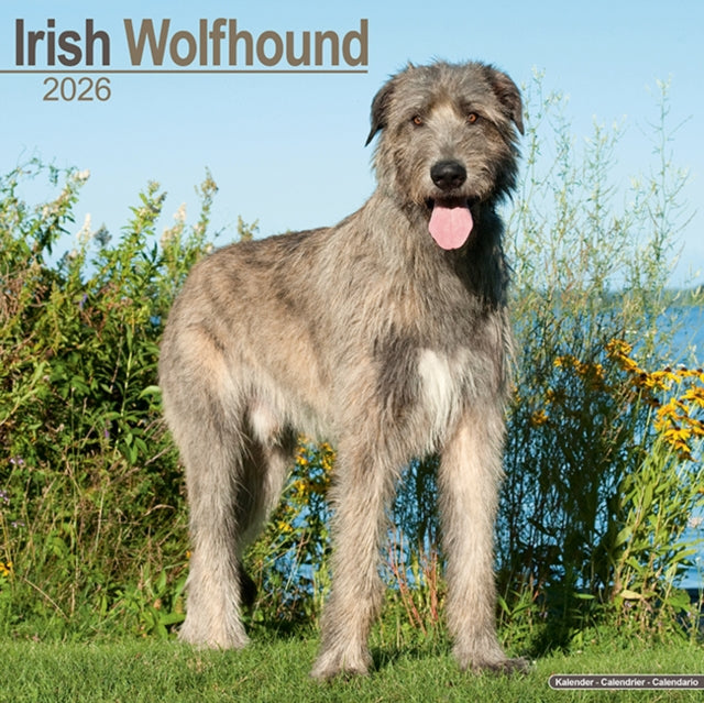 Book cover of: Irish Wolfhound Calendar 2026  Square Dog Breed Wall Calendar - 16 Month