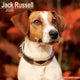 Book cover of: Jack Russell Calendar 2026  Square Dog Breed Wall Calendar - 16 Month
