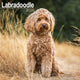 Book cover of: Labradoodle Calendar 2026  Square Dog Breed Wall Calendar - 16 Month