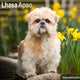 Book cover of: Lhasa Apso Calendar 2026  Square Dog Breed Wall Calendar - 16 Month