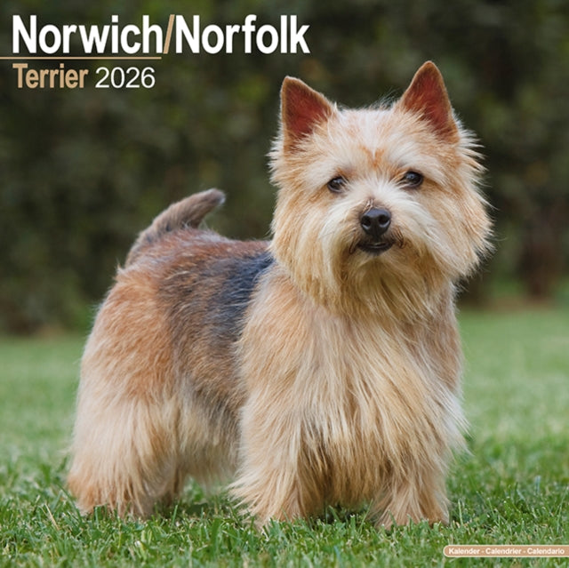 Book cover of: Norwich/Norfolk Terrier Calendar 2026  Square Dog Breed Wall Calendar - 16 Month