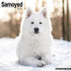 Book cover of: Samoyed Calendar 2026  Square Dog Breed Wall Calendar - 16 Month