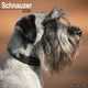 Book cover of: Schnauzer (Euro) Calendar 2026  Square Dog Breed Wall Calendar - 16 Month