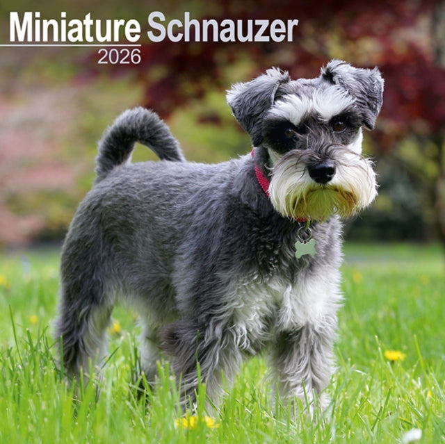 Book cover of: Schnauzer Miniature  Calendar 2026  Square Dog Breed Wall Calendar - 16 Month
