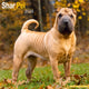 Book cover of: Shar Pei Calendar 2026  Square Dog Breed Wall Calendar - 16 Month