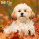 Book cover of: Shih Tzu Calendar 2026  Square Dog Breed Wall Calendar - 16 Month