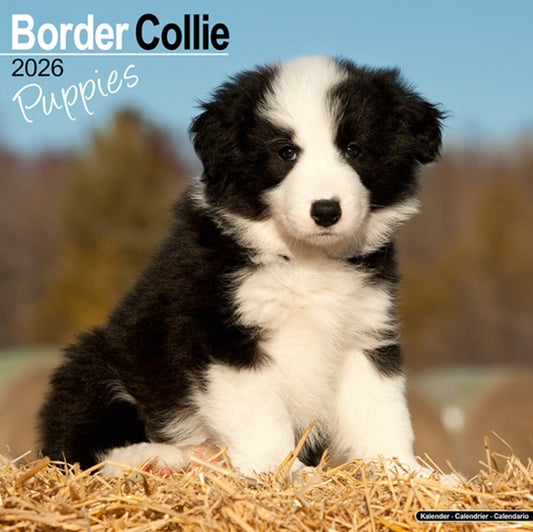 Book cover of: Border Collie Puppies Calendar 2026  Square Dog Puppy Breed Wall Calendar - 16 Month