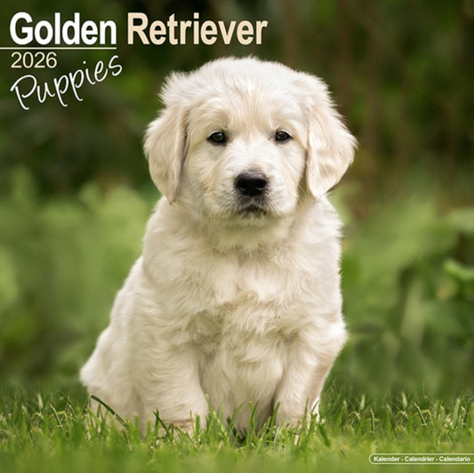 Book cover of: Golden Retriever Puppies Calendar 2026  Square Dog Puppy Breed Wall Calendar - 16 Month